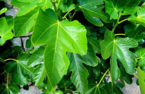 Apartments Sunset Jadranovo - Photo 43