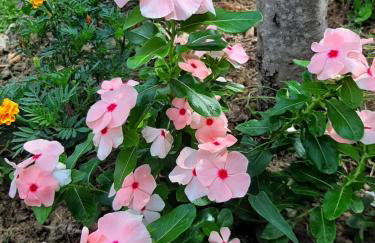 Apartmani Lea - Foto 8