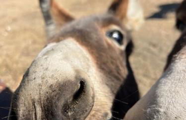 Paso Robles Wine Country Ranch House & Firepit - Foto 7