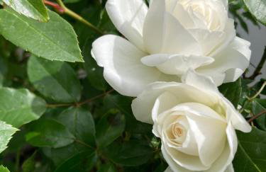 Villa Georges - La Rochelle centre - - Foto 15