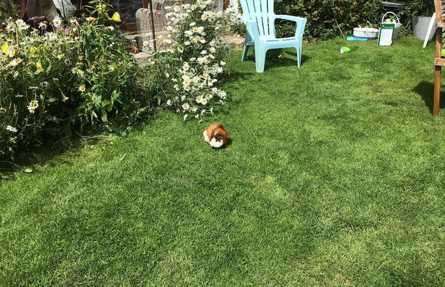 Kitty Unique 60s Caravan set in Pretty Garden - Foto 11