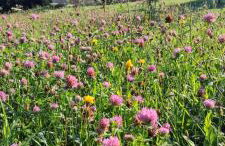 Korzenny Domek - Foto 33