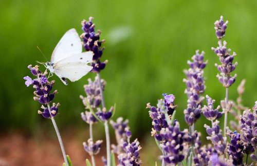 Villa Mi, Rukavac Opatija Riviera - Photo 38