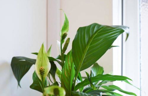 Air Maison - Emsworths Cosy Bungalow - Foto 31