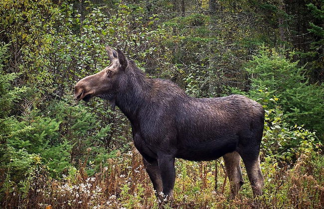 8 Person Holiday Home in Ljung - Foto 14