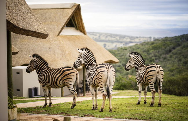 JBay Zebra Lodge - Photo 30