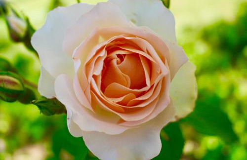 Agriturismo Re di Fiori - Foto 27