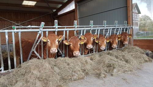 Ferienbauernhof Brandt - Foto 5