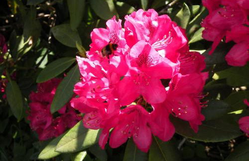 Altes Pastorenhus - Land und Meer - Foto 32