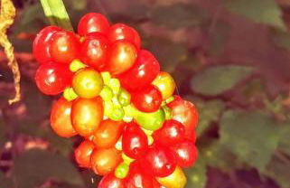 Secluded Watertree Tiny House near Old Hickory Lake – Private Deck, Trails & Breakfast - Foto 54