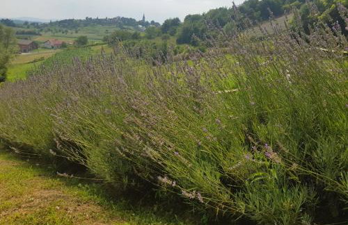 Apartman 2 - Foto 34