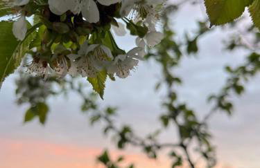 Pod Modrzewiem - Foto 33