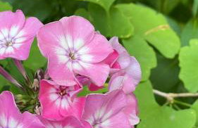 Feinzeit Cozy Rosy - 1-2 Schlafzimmer, 4-6 Gäste, Parkplatz - Photo 40