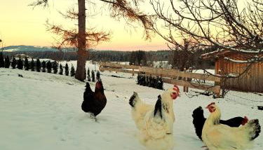 Ferienwohnung Bauer - Foto 3