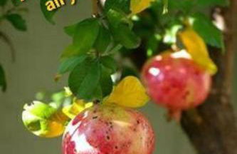 Pela Apartments - Foto 9