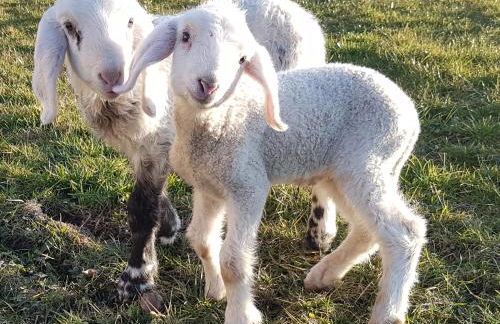 Gästehaus Annemarie - Foto 17