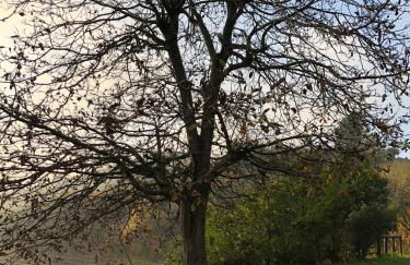 Il cortile dei frutti selvatici - Photo 54