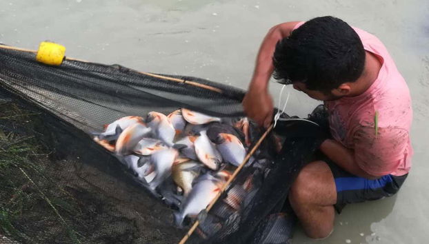 Visite d'une ferme piscicole locale