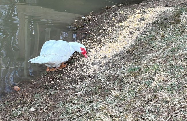 Newly Listed-Private 25-Acre Escape Near Red River Gorge - Foto 75