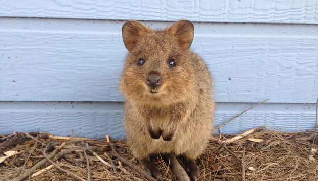 A quokka, the happiest animal in the world