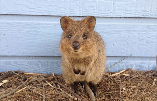 Tour dell'isola di Rottnest - Foto 3