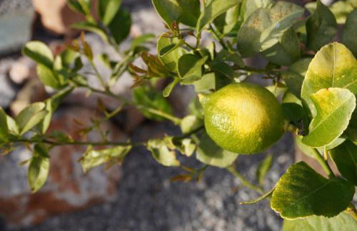 Alma Living - Foto 15