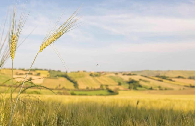 Inviting Holiday Home in San Costanzo With Swimming Pool - Foto 79