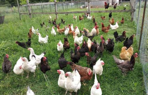 Το σπίτι στο αγρόκτημα - Foto 28