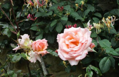 Wonderful Picturesque Countryside Cottage - Foto 12