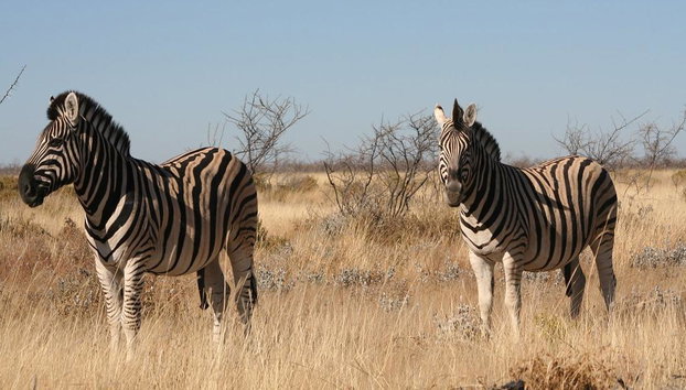 Game Drive Safari - Full-Day Private Tour with Transfer - Foto 3