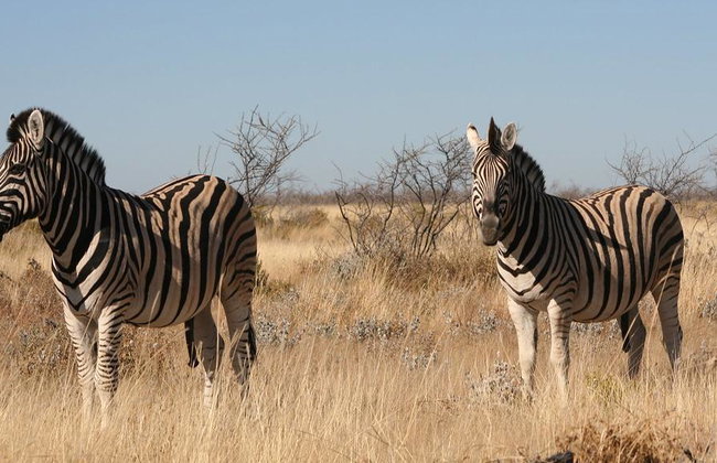 Game Drive Safari - Full-Day Private Tour with Transfer - Foto 2