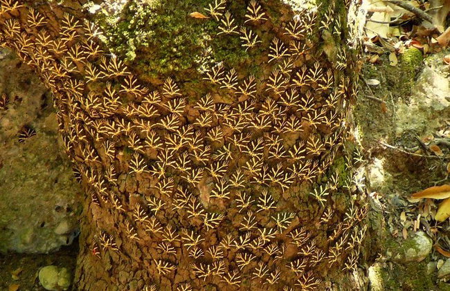 Vallée des papillons et vin, huile d'olive, visite de dégustation de miel (petit groupe) - Photo 8