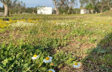 Uliveto Sant' Isidoro - Foto 44