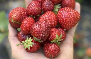 Ackermannia - Foto 25