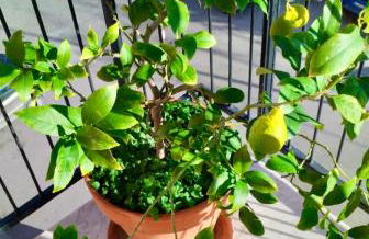 Casa Kirribilli Palermo - Photo 38