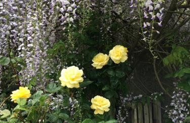 Country Garden House Holiday Homes - Foto 20