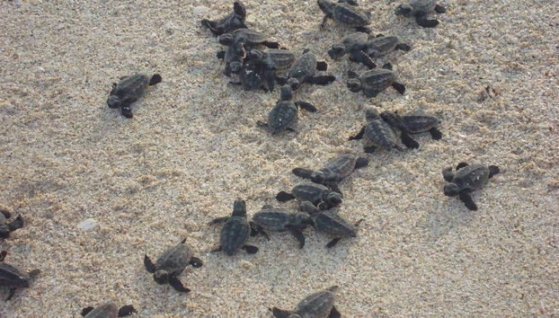 Riserva per il Salvataggio delle Tartarughe Marine - Foto 3