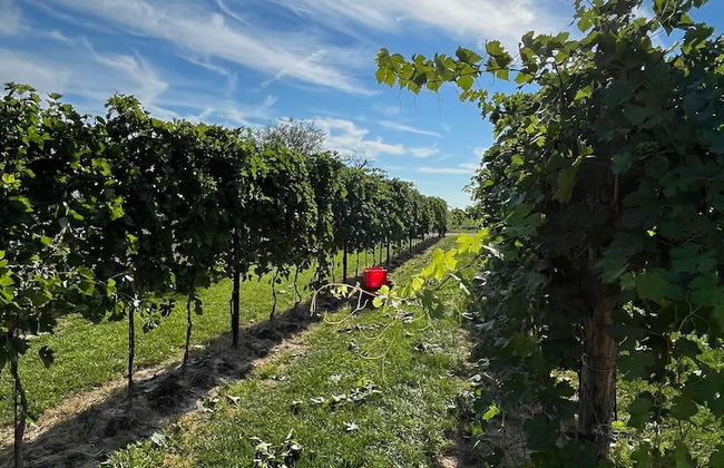 Agriturismo Casale ai Prati - Foto 29