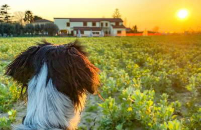 Tenuta Fasanarella - Foto 64