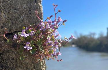 Gîte La Bergeronnette - Foto 2