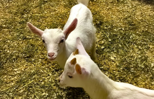 Agriturismo Chevres a Cheval - Foto 58