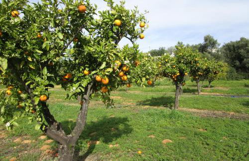 Quinta do Coelhoazul - Foto 7