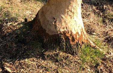 Urlaubsglück Familien- & Hunde-Paradies - Foto 27