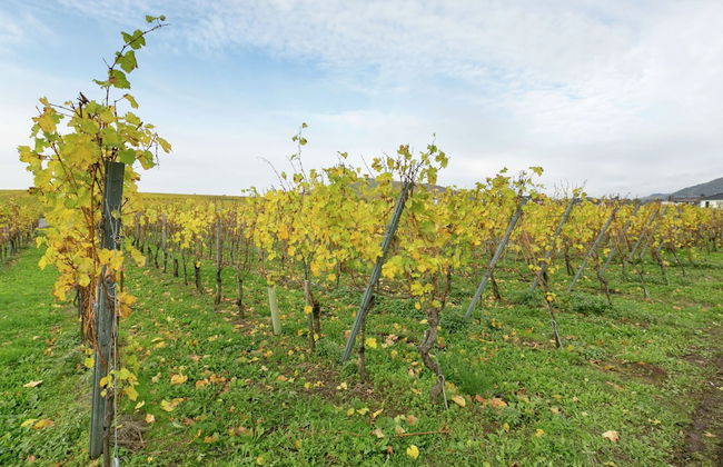 Charming Holiday Home in Liebenscheid by Forest - Foto 21