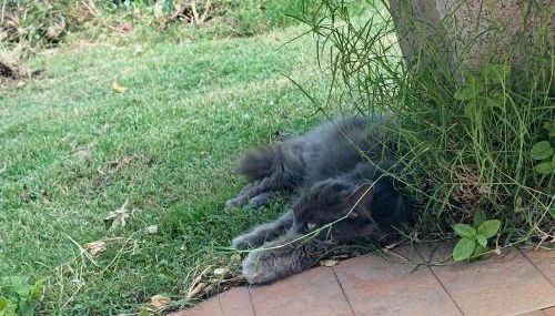 Casa al Mare con Giardino Privato - Foto 1, Garden