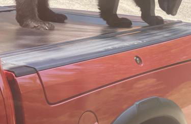 Bears Among Us - Foto 36