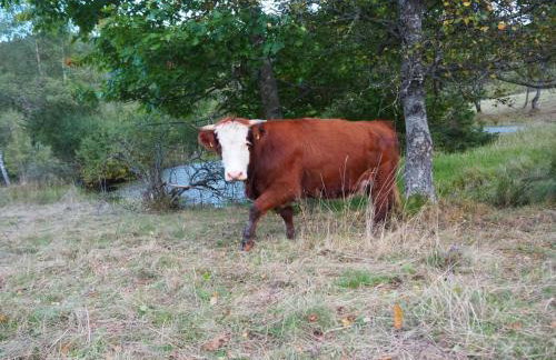 Sigmundenhof Schonach - Foto 49