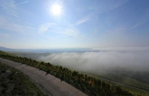 Weingut Ilmbacher Hof - Foto 11