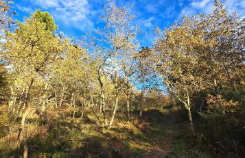 Bayo - terra essentia - Foto 6