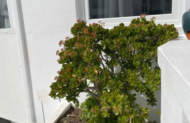 Varanda para o Mar - Foto 38